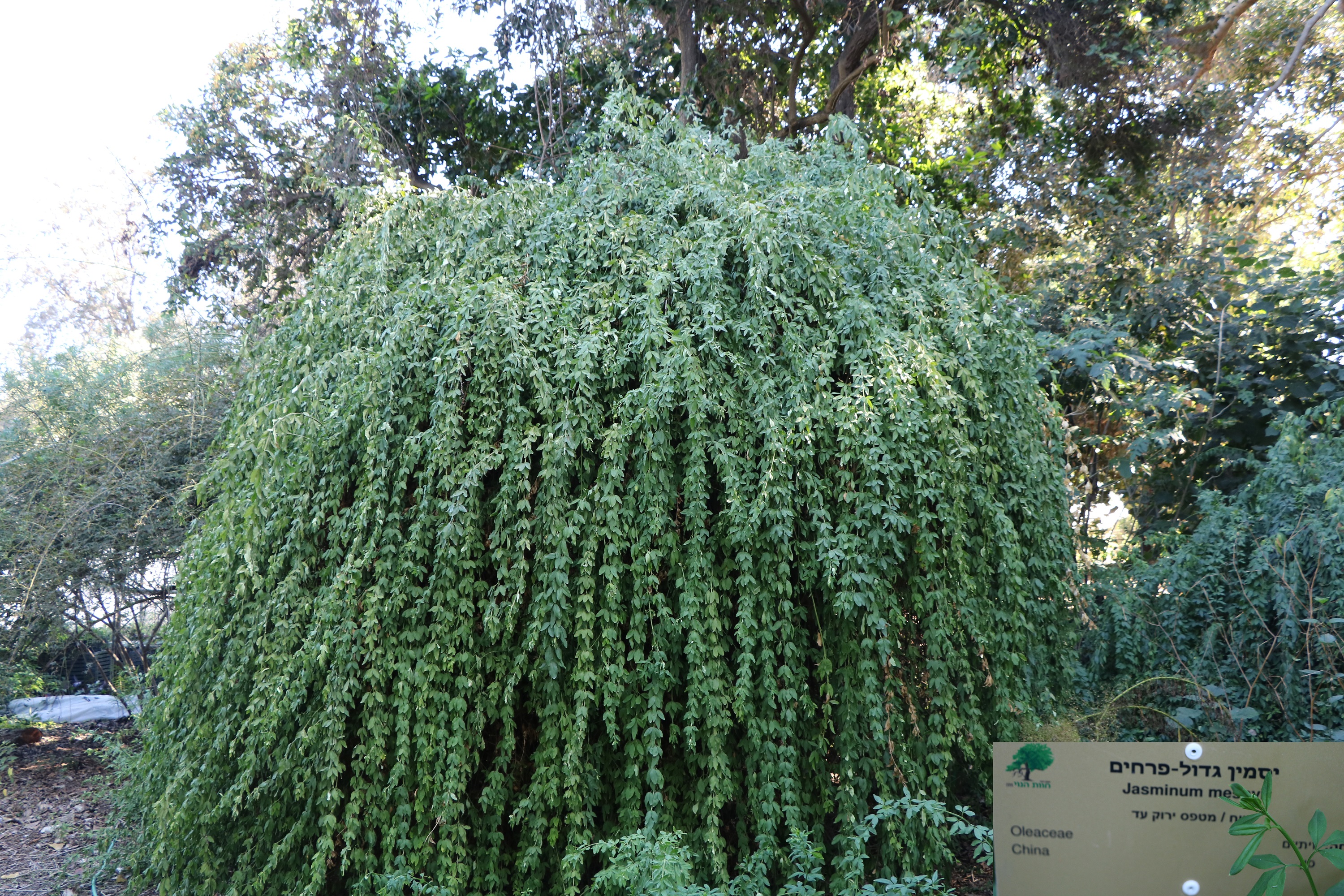 jasminum mesnyi